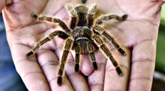 Gambar perbandingan ukuran tarantula dengan tangan manusia (dari globalgrind.com)