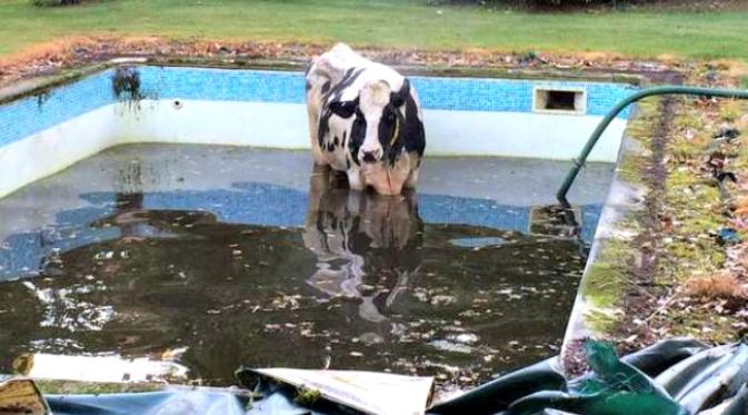 Seekor sapi tercebur dalam kolam renang yang dilindungi kain terpal (Sky News)