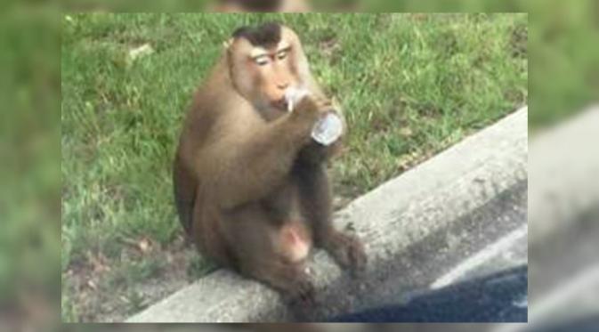 Monyet Nangkring di Kotak Surat, Penduduk Kota ini Panggil 911 (Sandford Police Department/Time)
