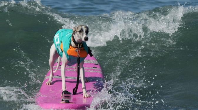 7 Foto Anjing Berselancar yang Bikin Kamu Ingin Ikutan ke Pantai | via: mashable.com