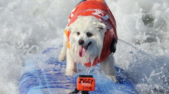 7 Foto Anjing Berselancar yang Bikin Kamu Ingin Ikutan ke Pantai | via: mashable.com