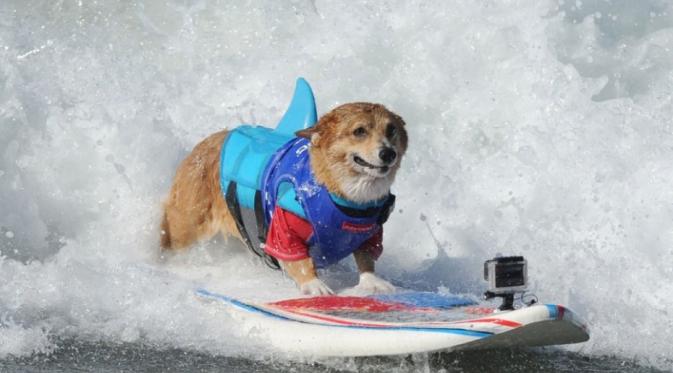 7 Foto Anjing Berselancar yang Bikin Kamu Ingin Ikutan ke Pantai | via: mashable.com