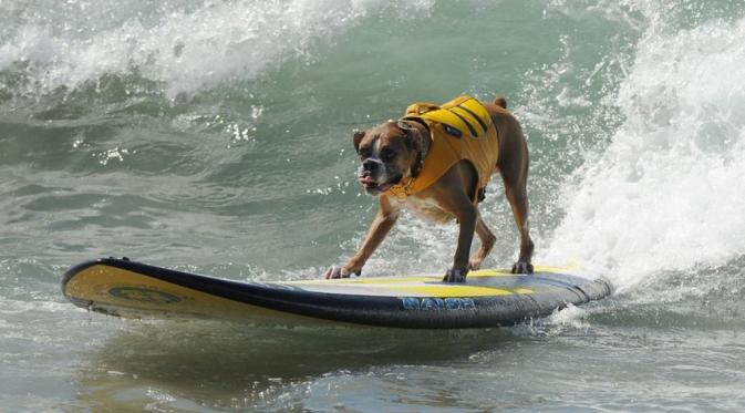 7 Foto Anjing Berselancar yang Bikin Kamu Ingin Ikutan ke Pantai | via: mashable.com