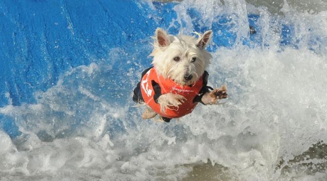 7 Foto Anjing Berselancar yang Bikin Kamu Ingin Ikutan ke Pantai | via: mashable.com