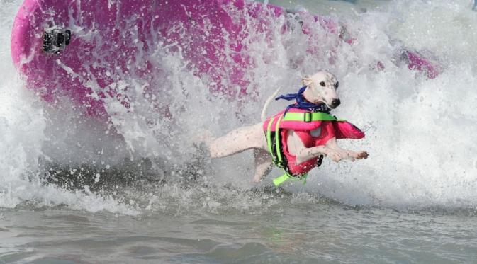 7 Foto Anjing Berselancar yang Bikin Kamu Ingin Ikutan ke Pantai | via: mashable.com