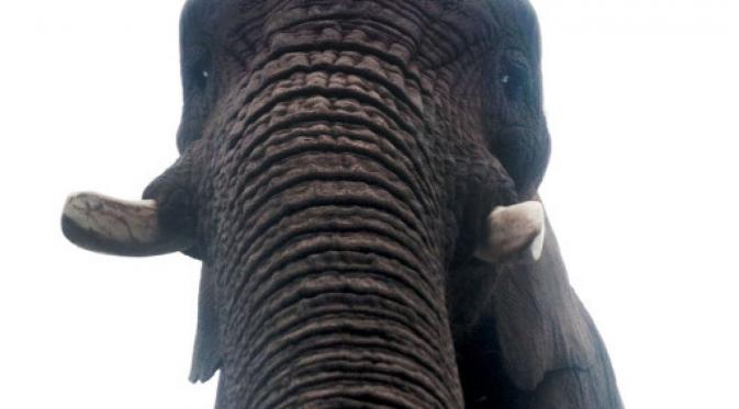 Elephant Selfie | via: i.huffpost.com