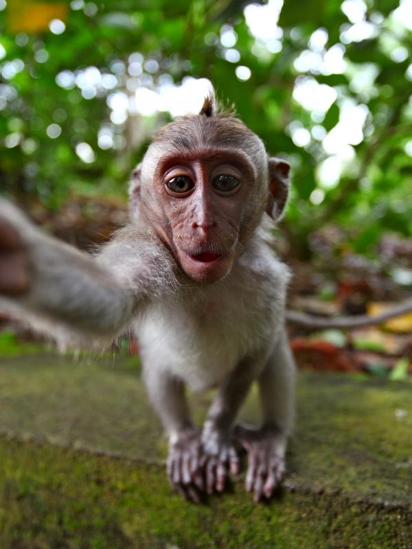 Monkey Selfie | via: orig08.deviantart.net