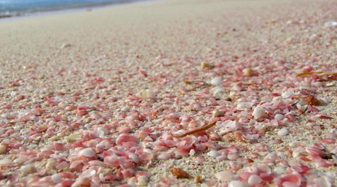 Pantai Pink, Barbuda, Laut Karibia. | via: stanhopeshepherd.com