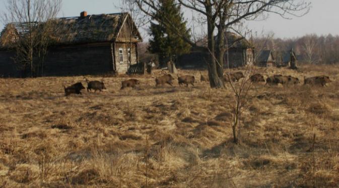 Hewan-hewan liar kembali berkeliaran di Chernobyl (foto oleh Valeriy Yurko)