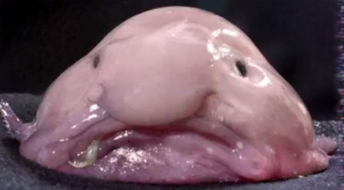 Akankah si hiu menandingi blobfish menjadi spesies terjelek? (foto: metro.co.uk)
