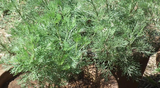 Tanaman artemisia annua, pengobatan tradisonal Cina yang mengantarkan Tu meraih nobel prize 2015.  via: Reuters