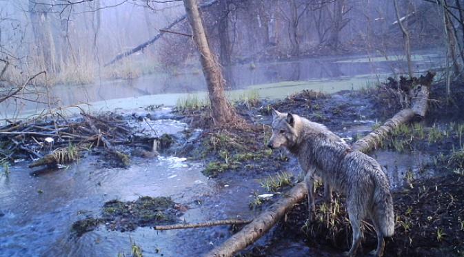 Serigala terlihat di Chernobyl. | via: Sergey Gashchak/Chernobyl Centre