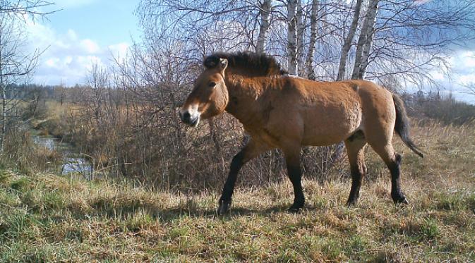 Kamera tersembunyi menangkap rupa kuda Przewalski yang langka di Chernobyl. | via: Sergey Gashchak/Chernobyl Centre