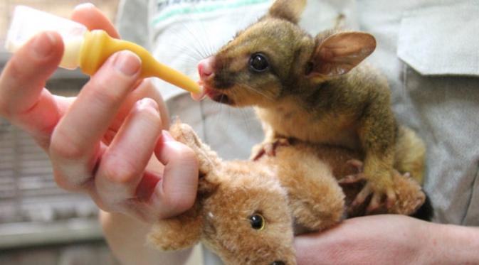 Bayi Possum | via: buzzfeed.com