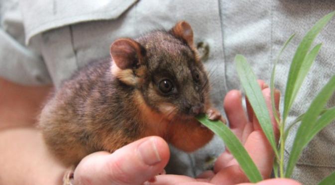 Bayi Possum | via: buzzfeed.com