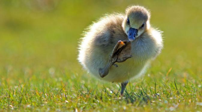 Bebek yang berusaha meraih kaki dengan mulut? | via: Comedy Wildlife Photography Awards