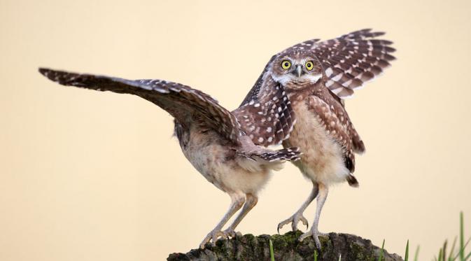 Burung hantu ini tertampar oleh sayap temannya sendiri. | via: Comedy Wildlife Photography Awards