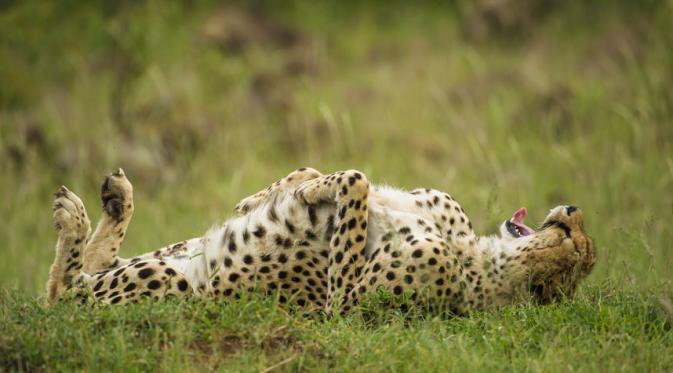 Cheetah tertawa terbahak-bahak?  via: Comedy Wildlife Photography Awards