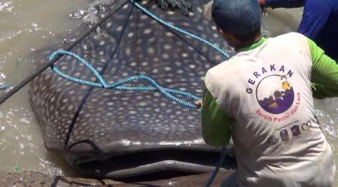 Hiu Tutul Seberat 2 Ton Terdampar di Pantai Kenjeran Surabaya, Jawa Timur. (Liputan6.com/Dian Kurniawan)