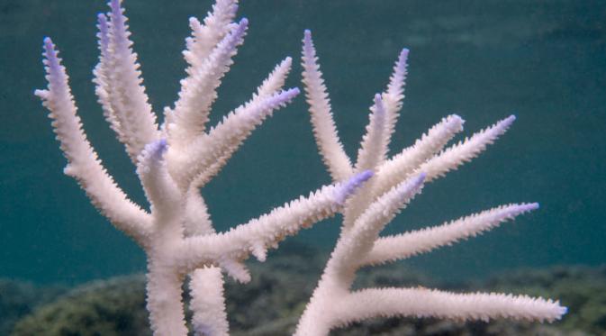 Koral yang sudah kehilangan warna di American Samoa, Februari 2015. | via: globalcoralbleaching.org