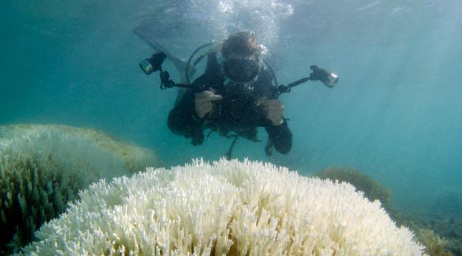 Seorang ilmuwan mendokumentasikan koral yang sudah tak berwarna di Bermuda. | via: globalcoralbleaching.org