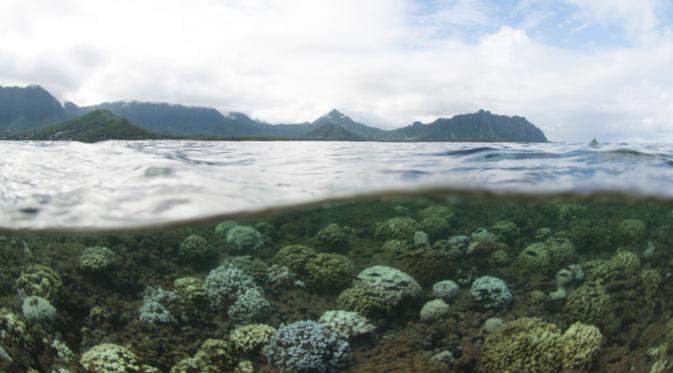 Potret koral yang terancam kehilangan warnanya di Kaneohe Bay, Hawaii. | via: globalcoralbleaching.org