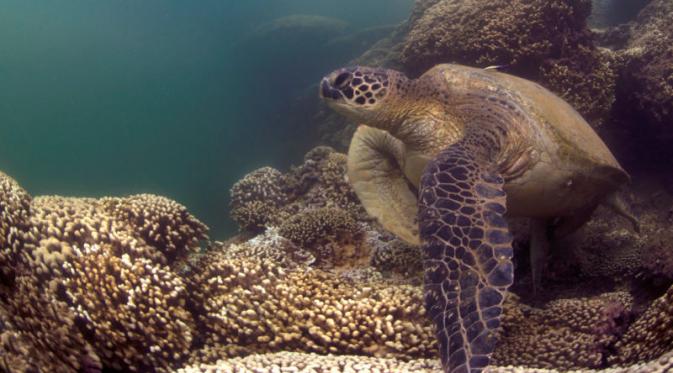 Penyu yang berenang di koral tak berwarna pada akhir 2014. | via: globalcoralbleaching.org