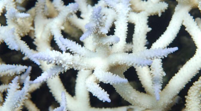 Koral yang tengah berada dalam proses 'pemutihan' di American Somoa, Februari 2015. | via: globalcoralbleaching.org
