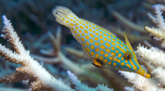Ikan yang mencari koral sehat sebagai tempat berburu, | via: globalcoralbleaching.org