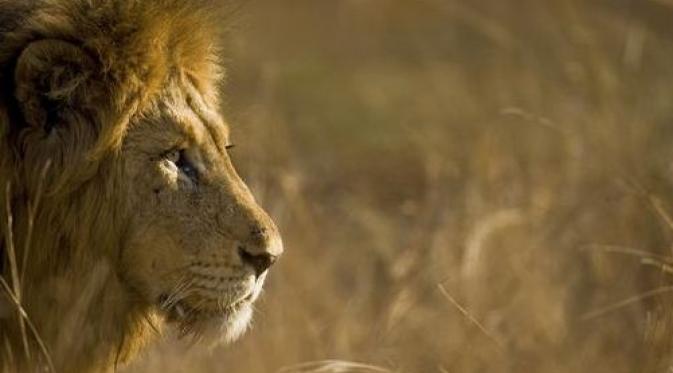 Singa yang terlihat di Taman Nasional Kruger, Afrika Selatan. | via: My Shot/Dean Polley