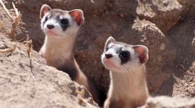 Musang, hewan yang membawa penyebaran wabah. (foto: BBC)