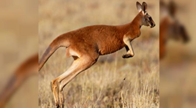 Dengan tubuh ramping yang efisien untuk bergerak cepat, kanguru modern lebih seperti cheetah 