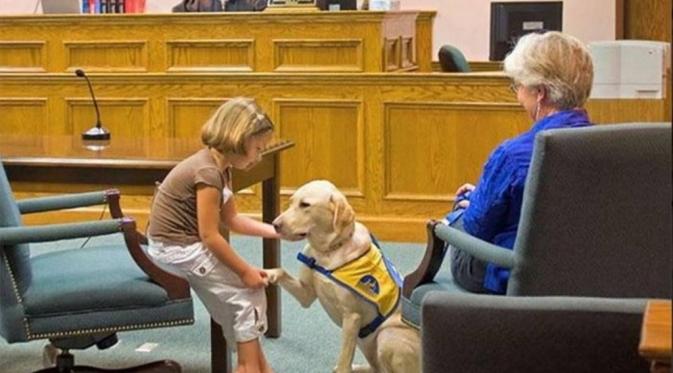 Anjing ini membantu anak-anak mengatasi stress di kursi pengadilan untuk mengatakan yang sebenarnya. (Via: rsi.ch)