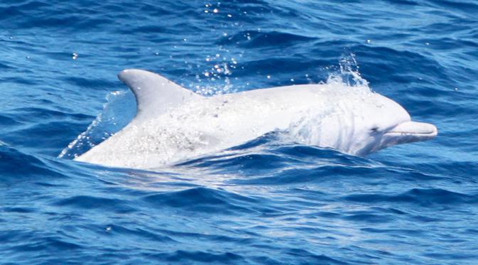 Lumba-lumba di kategorikan sebagai ikan yang paling bersahabat. Lumba-lumba albino memiliki ukuran yang lebih besar daripada Lumba-lumba pada normalnya. Memiliki Ukuran 2 - 3,5 Meter dan bahkan bisa tumbuh lebih dari itu. (akuaturk.com)