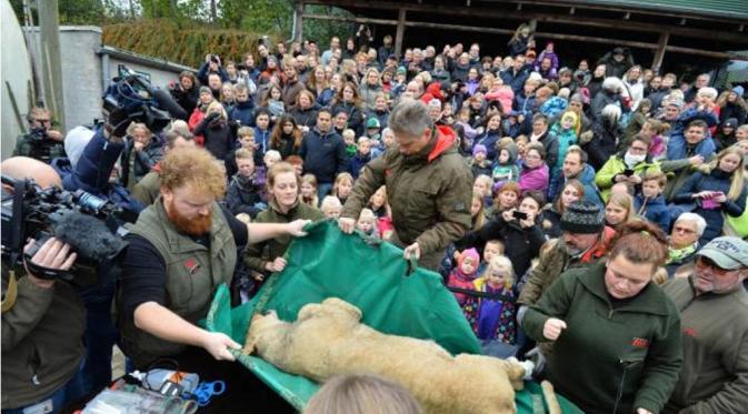 Kerumunan yang menyaksikan pembedahan singa di Kebun Binatang Odense, Denmark. | via: news.yahoo.com