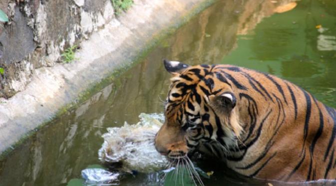 Harimau ini sedang berusaha mengumpulkan sampah yang mengotori kolamnya