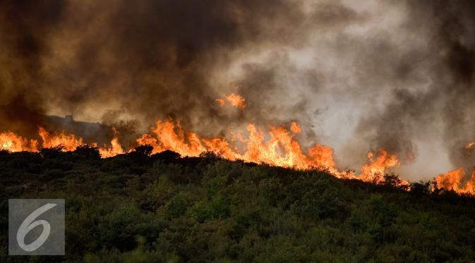 Ilustrasi Kebakaran Hutan (iStockphoto)