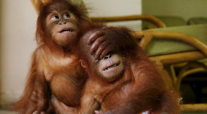 Dua bayi Orangutan sedang bermain bersama di kantor perlindungan satwa liar, Kuala Lumpur , Malayasia, Senin (19/10/2015). Bayi Orang Utan ini disita dari tas seorang pedagang satwa liar ilegal. (REUTERS/Olivia Harris)