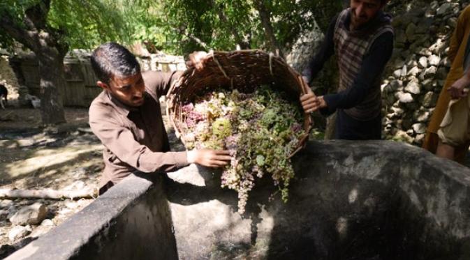 Menaruh anggur ke dalam khor, desa Sher Qilla, Pakistan. | via: pakstatus.com