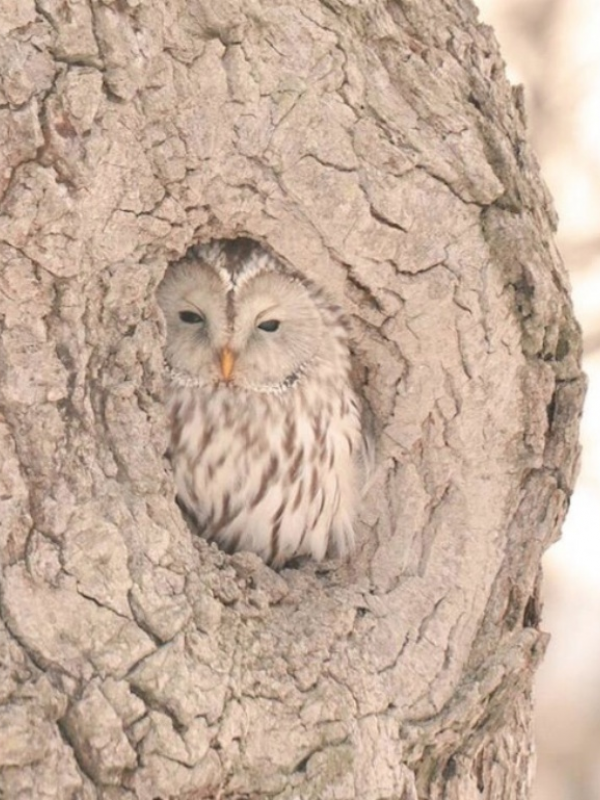 Ezo Fukuro, sub-spesies lokal dari Ural Owl. (Via: brightside.me)