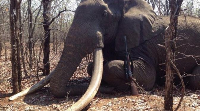 Gajah terbesar Afrika yang dibunuh oleh pemburu Jerman. | via: hngn.com