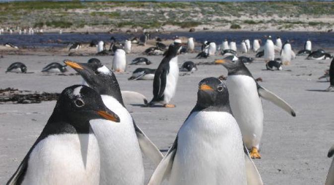 Sea Lion, Kepulauan Falkland. | via: tripadvisor.co.uk