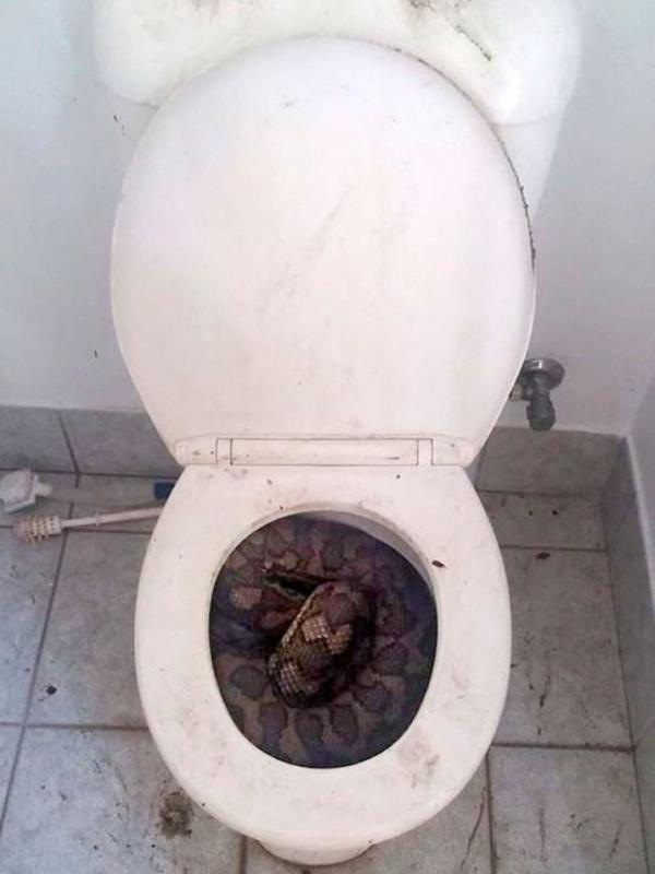 Toilet seram | via: buzzfeed.com