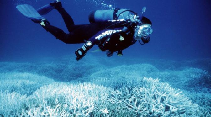 Greet Barrier Reef setelah pemanasan global. | via: businessinsider.co.id