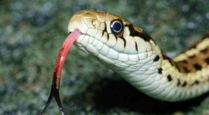 Takut ular adalah hal yang wajar (Credit: Alamy)