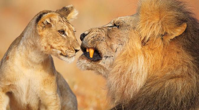 Singa Afrika di Taman Kgalagadi Transfrontier. | via: Lee Slabber 