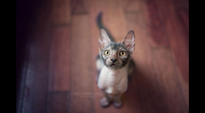 Walau dengan penampilan mirip makhluk mitos, kucing Lykoi suka bermain seperti kucing biasanya. (foto: Brittney Gobble)