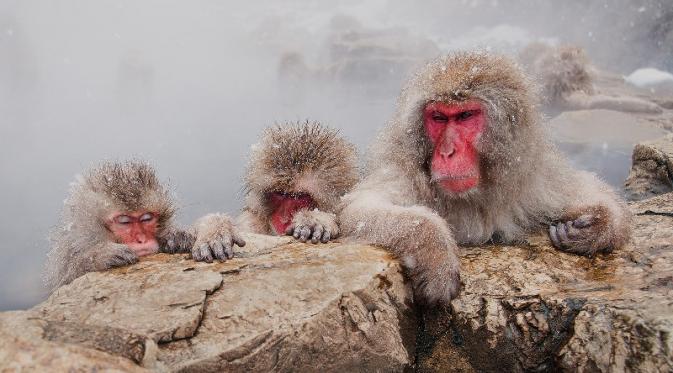 “A Monkey Onsen” oleh Christopher Yeoh (Australia) | via: buzzfeed.com