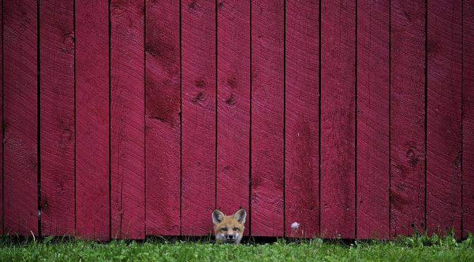 “Fox Pup” oleh Allan Oman (Kanada) | via: buzzfeed.com