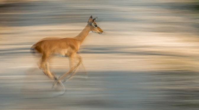  “Impala” oleh Dave Stroud (Inggris) | via: buzzfeed.com